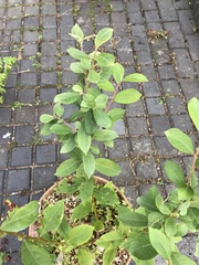Salix atrocinerea