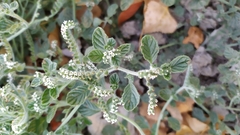 Heliotropium