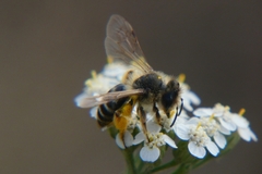 Andrena flavipes