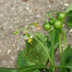 Solanum