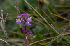 Polygala hybrida