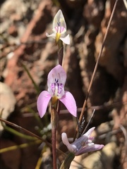 Disa bifida