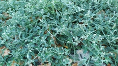 Heliotropium