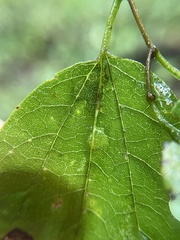 Pachypsylla