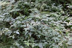 Rubus laciniatus