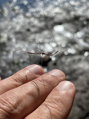 Emesaya brevipennis