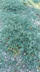 Heliotropium