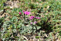 Glandularia polyantha