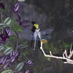 Bradinopyga geminata