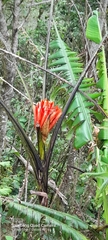 Musa coccinea