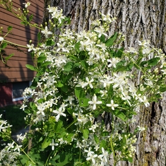 Clematis terniflora