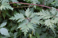 Rubus laciniatus