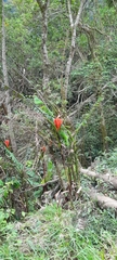 Musa coccinea