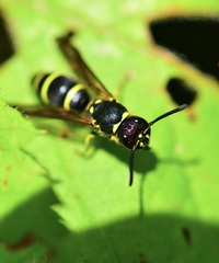 Ancistrocerus adiabatus