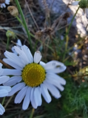 Tripleurospermum maritimum