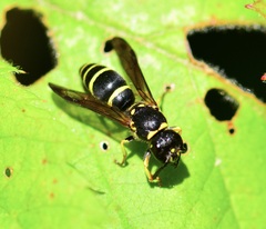 Ancistrocerus adiabatus