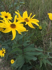Helianthus pauciflorus