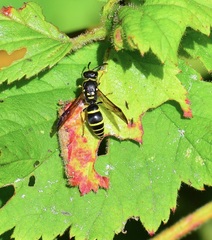 Ancistrocerus adiabatus