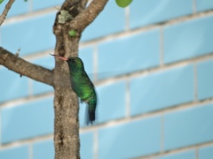 Chlorostilbon lucidus