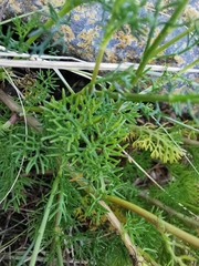 Tripleurospermum maritimum