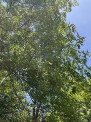 Quercus ellipsoidalis