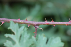 Rubus laciniatus
