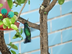Chlorostilbon lucidus