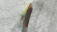 Graphocephala coccinea