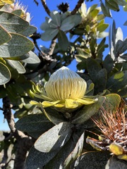 Protea nitida