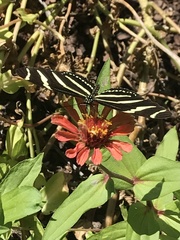 Heliconius charithonia
