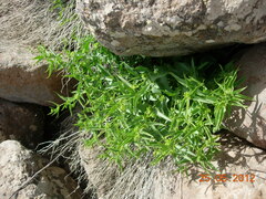 Vincetoxicum dionysiense