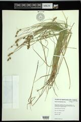 Carex hormathodes