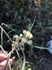 Asclepias stenophylla