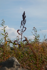 Rumex