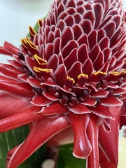 Etlingera elatior