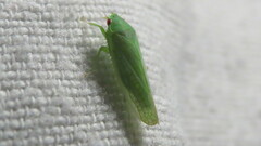Gyponana octolineata