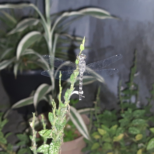 Photo of Granite Ghost (Bradinopyga geminata)