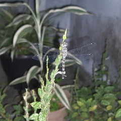 Bradinopyga geminata