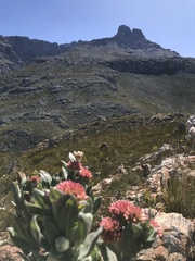 Syncarpha milleflora