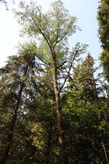Populus trichocarpa