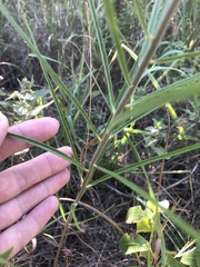 Asclepias stenophylla