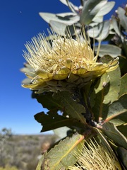 Protea nitida