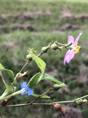 Commelina diffusa