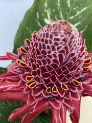 Etlingera elatior