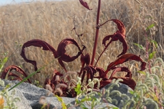 Rumex