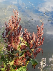Rumex hydrolapathum