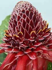 Etlingera elatior