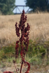 Rumex