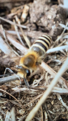 Colletes hederae
