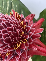 Etlingera elatior